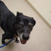 Animal Care Hospital ico