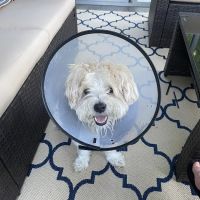 Cascade Hospital for Animals ico