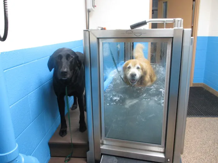 Cascade Hospital for Animals 12