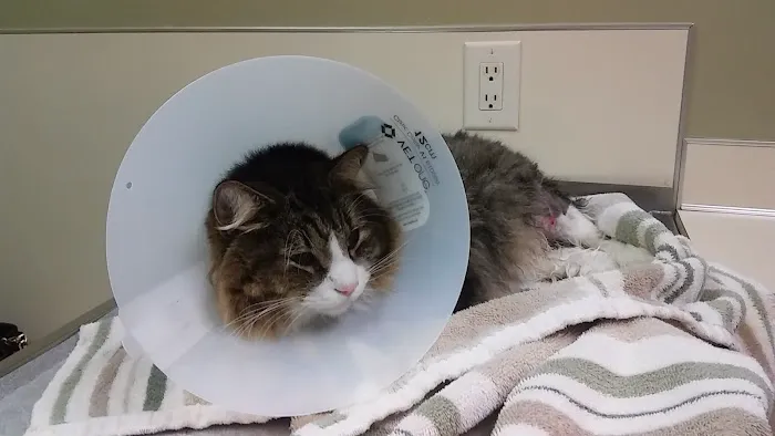 Great Lakes Hospital for Animals 12