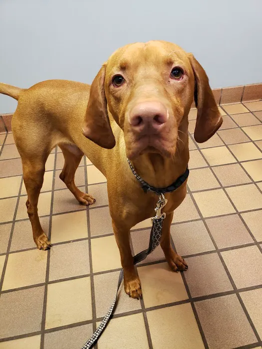 Great Lakes Hospital for Animals 12