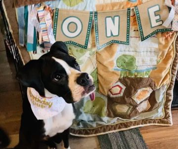 Great Lakes Hospital for Animals
