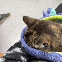 Pomona Park Animal Urgent Care ico