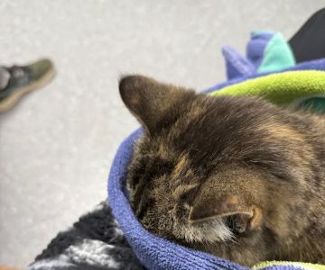 Pomona Park Animal Urgent Care