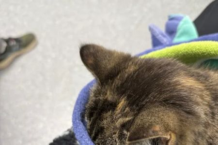 Pomona Park Animal Urgent Care