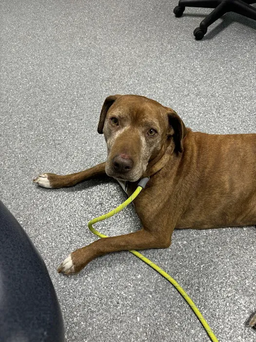 Pomona Park Animal Urgent Care 5