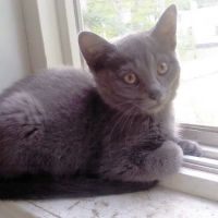 Fruitport Animal Hospital ico
