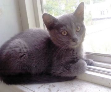 Fruitport Animal Hospital