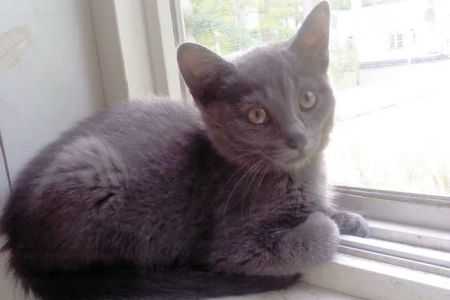 Fruitport Animal Hospital