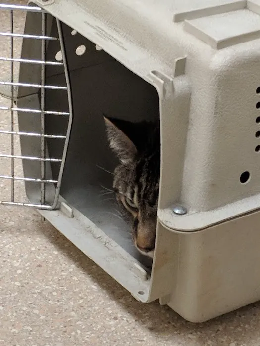 Fruitport Animal Hospital 5