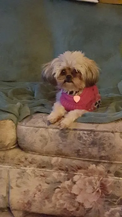 Fruitport Animal Hospital 7