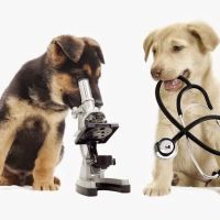 Dunstan Animal Care Clinic ico