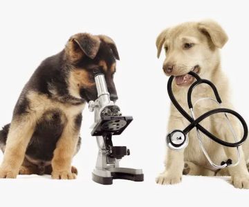 Dunstan Animal Care Clinic
