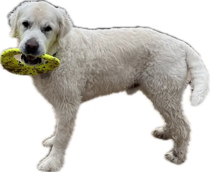 Dunstan Animal Care Clinic 5