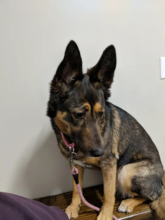 Dunstan Animal Care Clinic 3