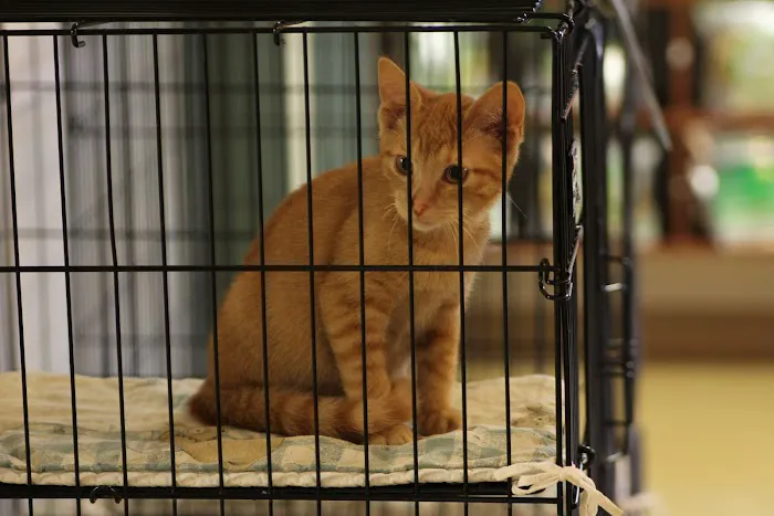Clarke Animal Hospital 12