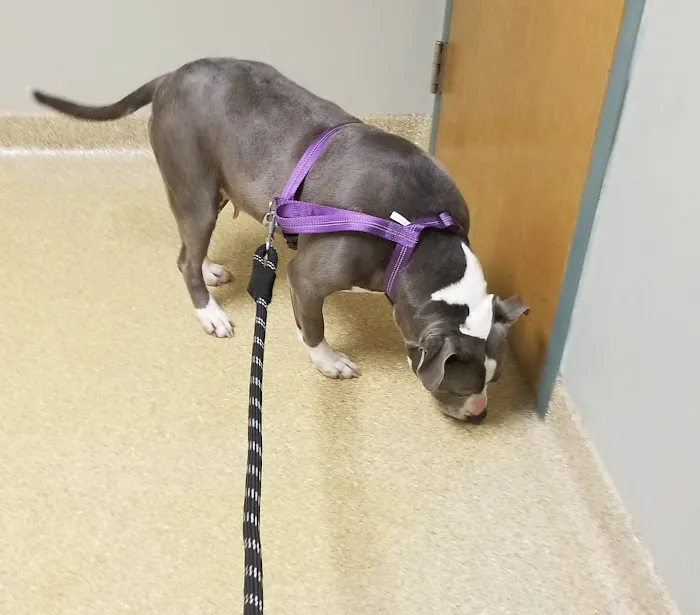Clarke Animal Hospital 12