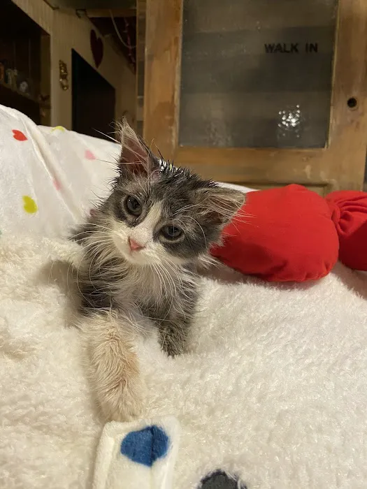 Faith Animal Care 1
