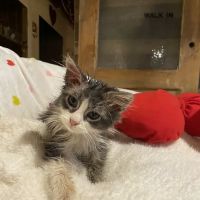 Faith Animal Care ico
