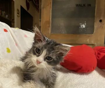 Faith Animal Care