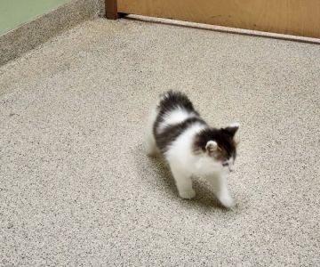 Glenpark Animal Hospital