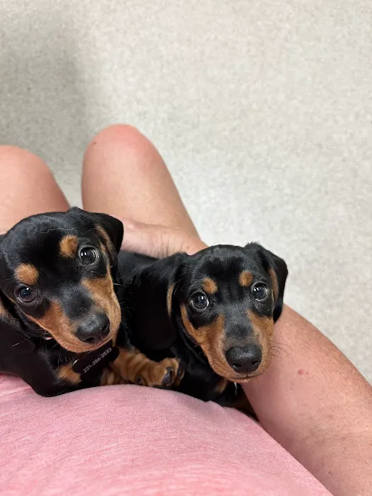 Glenpark Animal Hospital 6