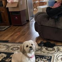 Animal Clinic of Muskegon ico