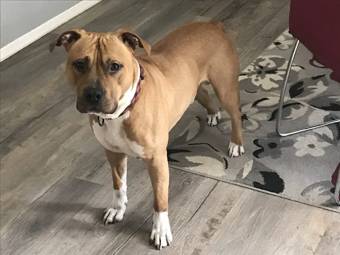 Animal Clinic of Muskegon 6