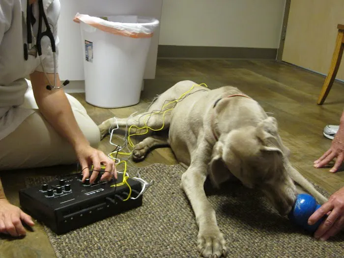 Grace Animal Hospital 2