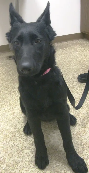 Grace Animal Hospital 8