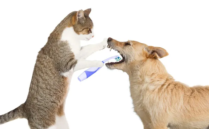 Grace Animal Hospital 9