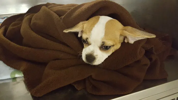 Grace Animal Hospital 5