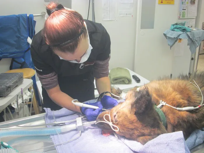 Grace Animal Hospital 7
