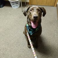 Big Lake Community Animal Clinic ico