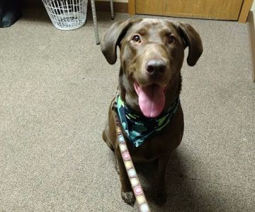 Big Lake Community Animal Clinic
