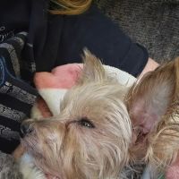 Newaygo Veterinary Services ico