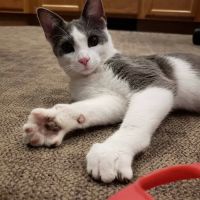 Lakeshore Animal Hospital ico