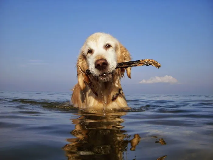 Lakeshore Animal Hospital 2