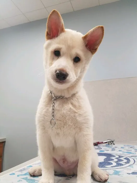 Lakeshore Animal Hospital 10