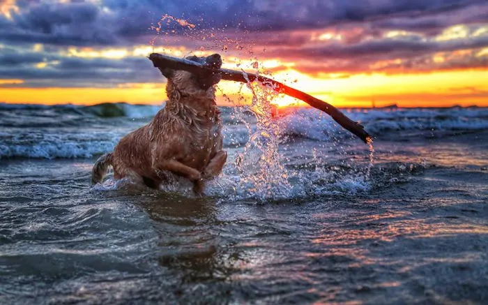 Lakeshore Animal Hospital 9