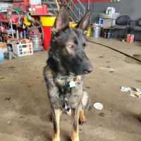 Cedar Animal Hospital ico