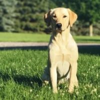 Rogue Valley Veterinary Hospital ico