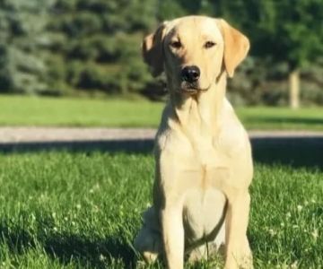 Rogue Valley Veterinary Hospital