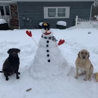 Companion Animal Veterinary Clinic, Inc. ico
