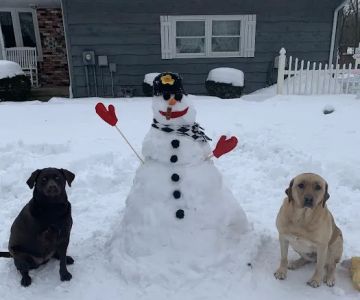Companion Animal Veterinary Clinic, Inc.