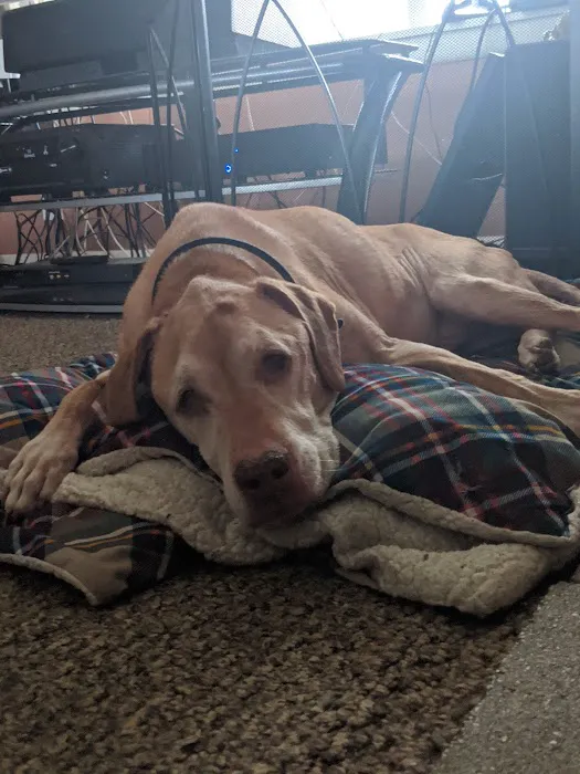 Companion Animal Veterinary Clinic, Inc. 7