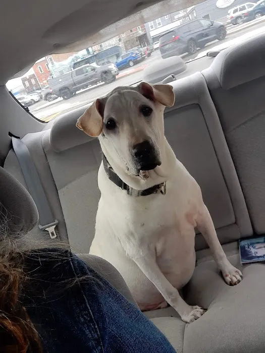 Companion Animal Veterinary Clinic, Inc. 3
