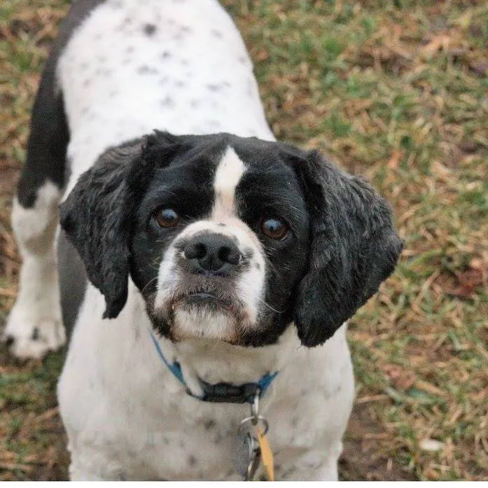 Companion Animal Veterinary Clinic, Inc. 8