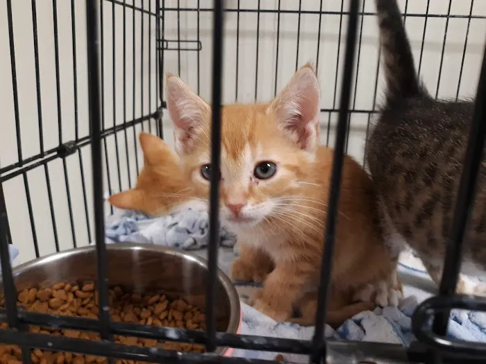 Thornapple Veterinary Medical Center 2