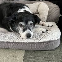 Thornapple Veterinary Medical Center ico